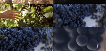 葡萄视频成人版免费下载,葡萄视频成人版畅享之旅