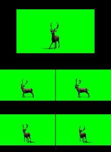 小鹿变成人形视频大全,奇趣变身视频大盘点